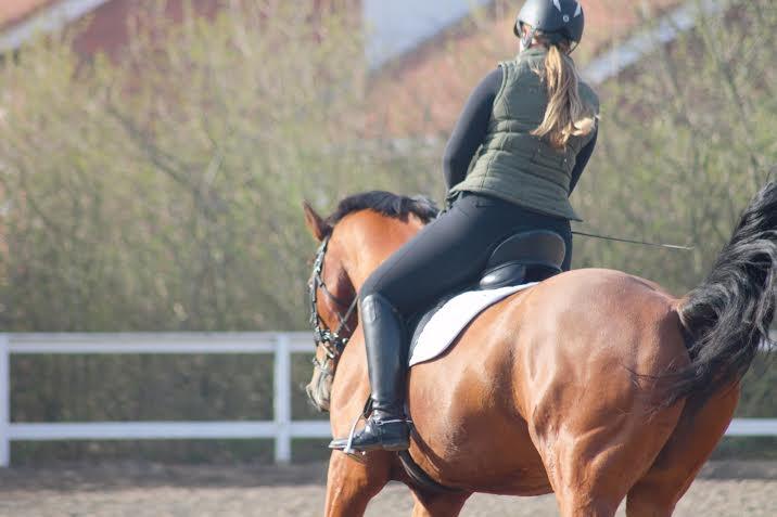 Dansk Varmblod Landanos billede 16