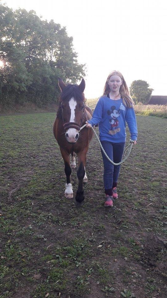 Anden særlig race Midas dyrekjær billede 1