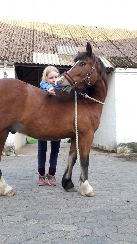 Anden særlig race Midas dyrekjær billede 3