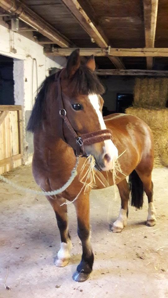 Anden særlig race Midas dyrekjær billede 4