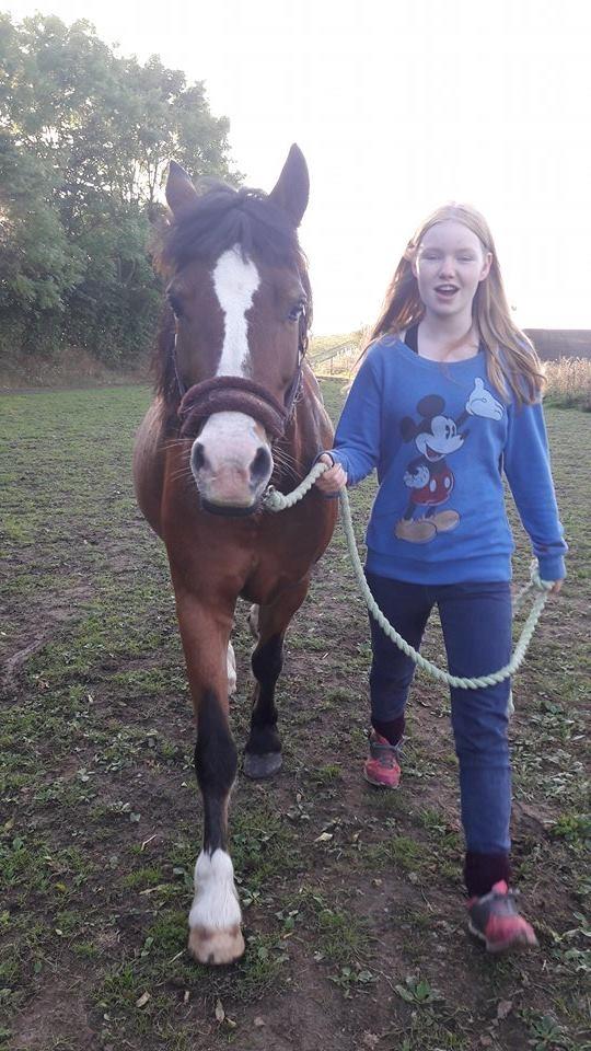 Anden særlig race Midas dyrekjær billede 5