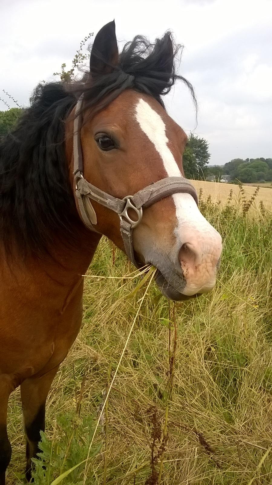 Anden særlig race Midas dyrekjær billede 6