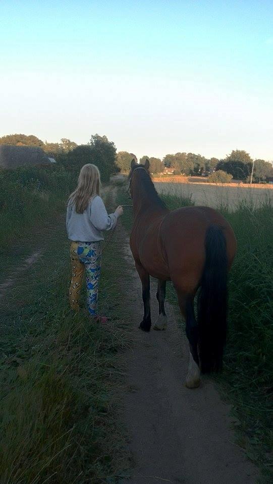 Anden særlig race Midas dyrekjær billede 7