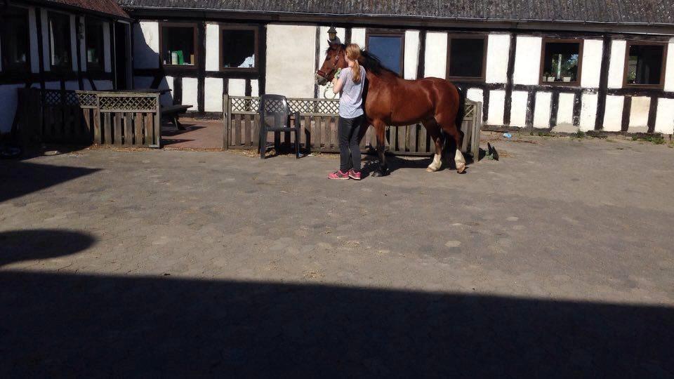 Anden særlig race Midas dyrekjær billede 9