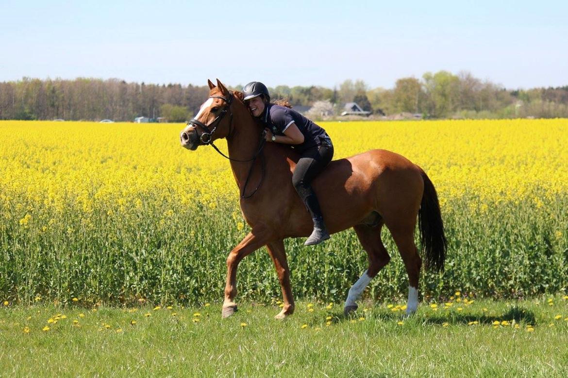 Tysk Sportspony | Lundemarksgårds Maximilian - Maxi kom hjem og blev min helt egen hest tilbage i marts! Dette er de første "nye" billeder som blev taget. - Maj 2016 billede 9