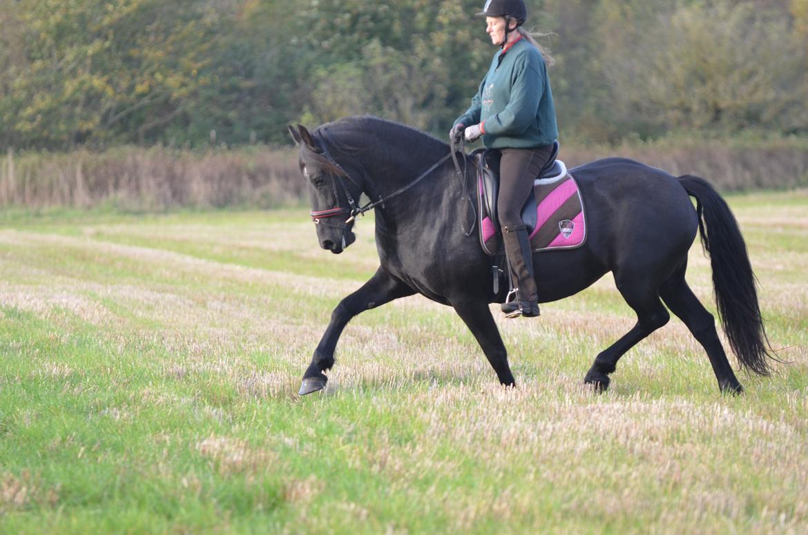 Anden særlig race BLACK DANCER billede 19