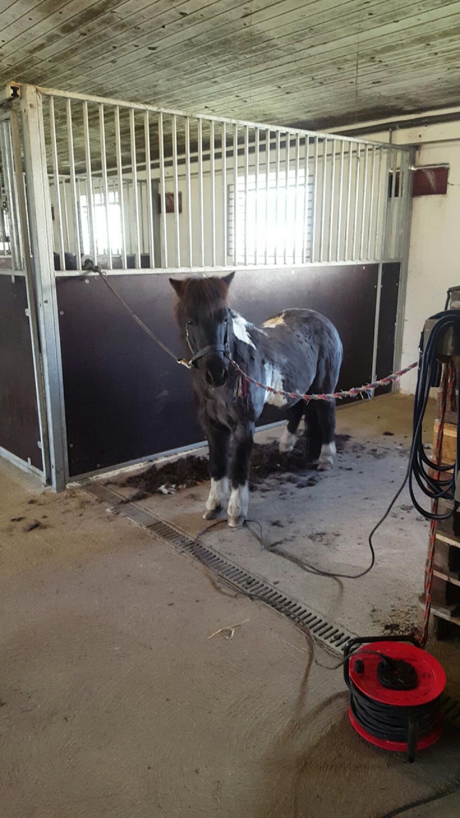 Anden særlig race Filuca  billede 8