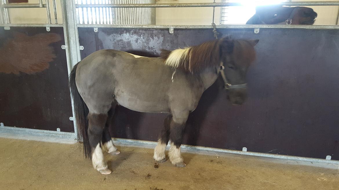 Anden særlig race Filuca  billede 7