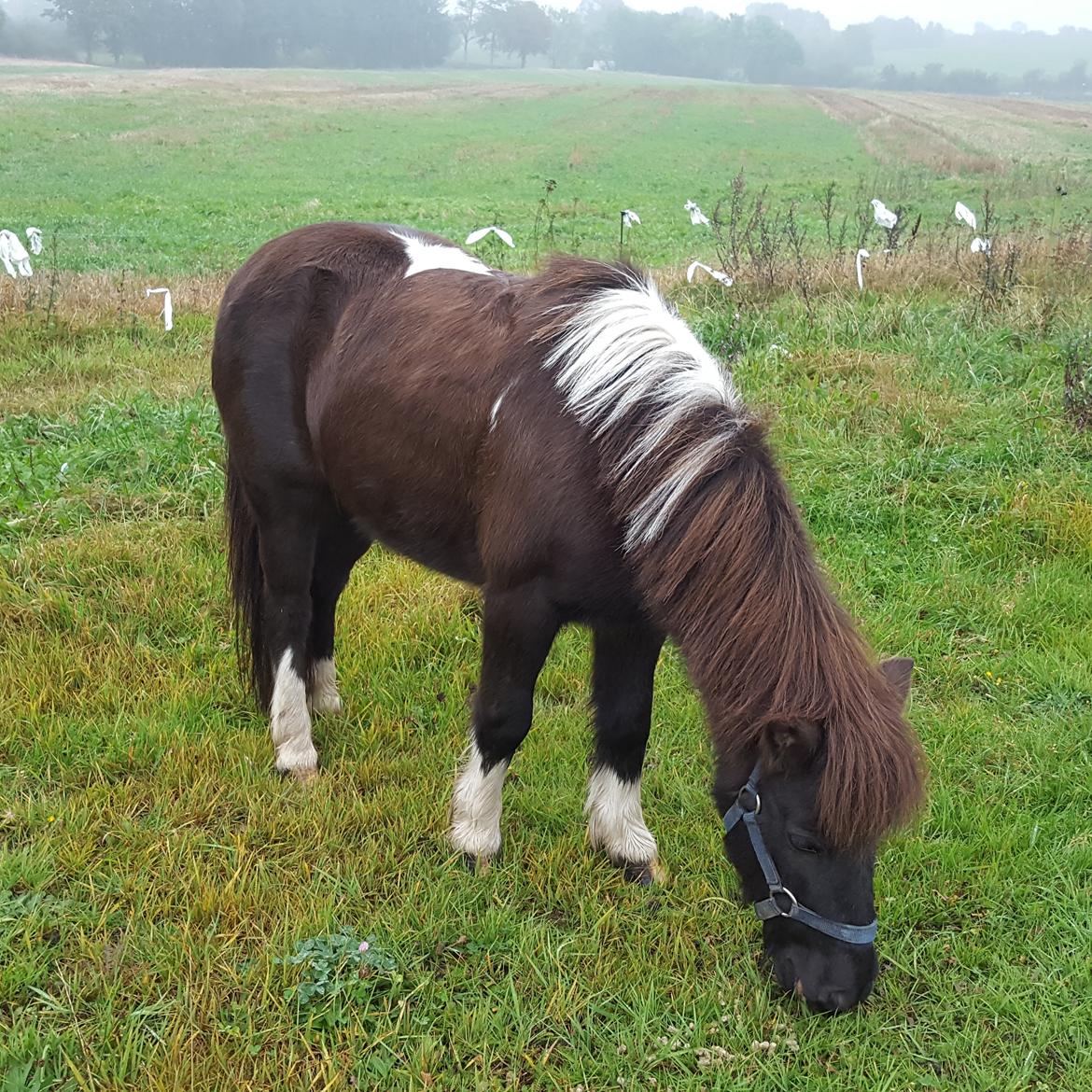 Anden særlig race Filuca  billede 12