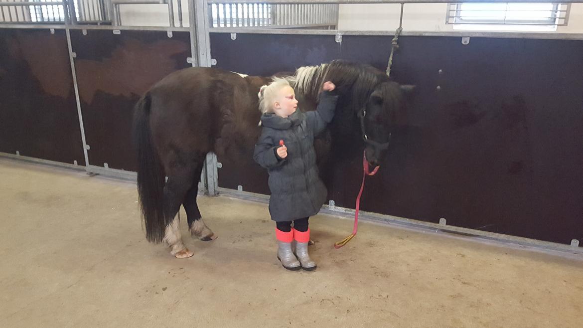 Anden særlig race Filuca  billede 11