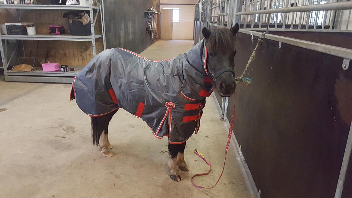 Anden særlig race Filuca  billede 10