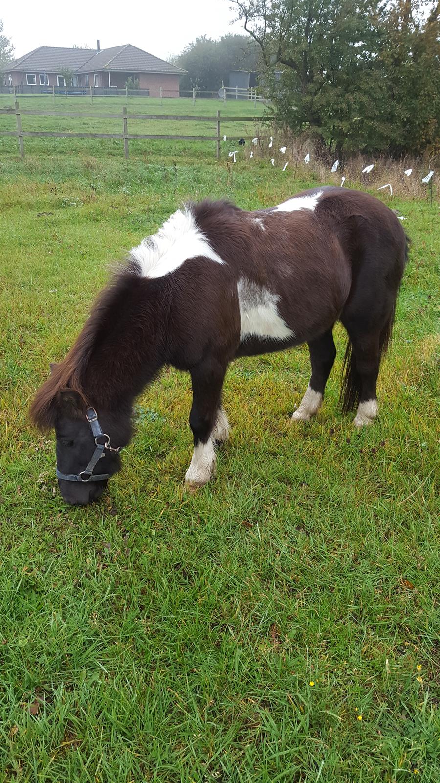 Anden særlig race Filuca  billede 13