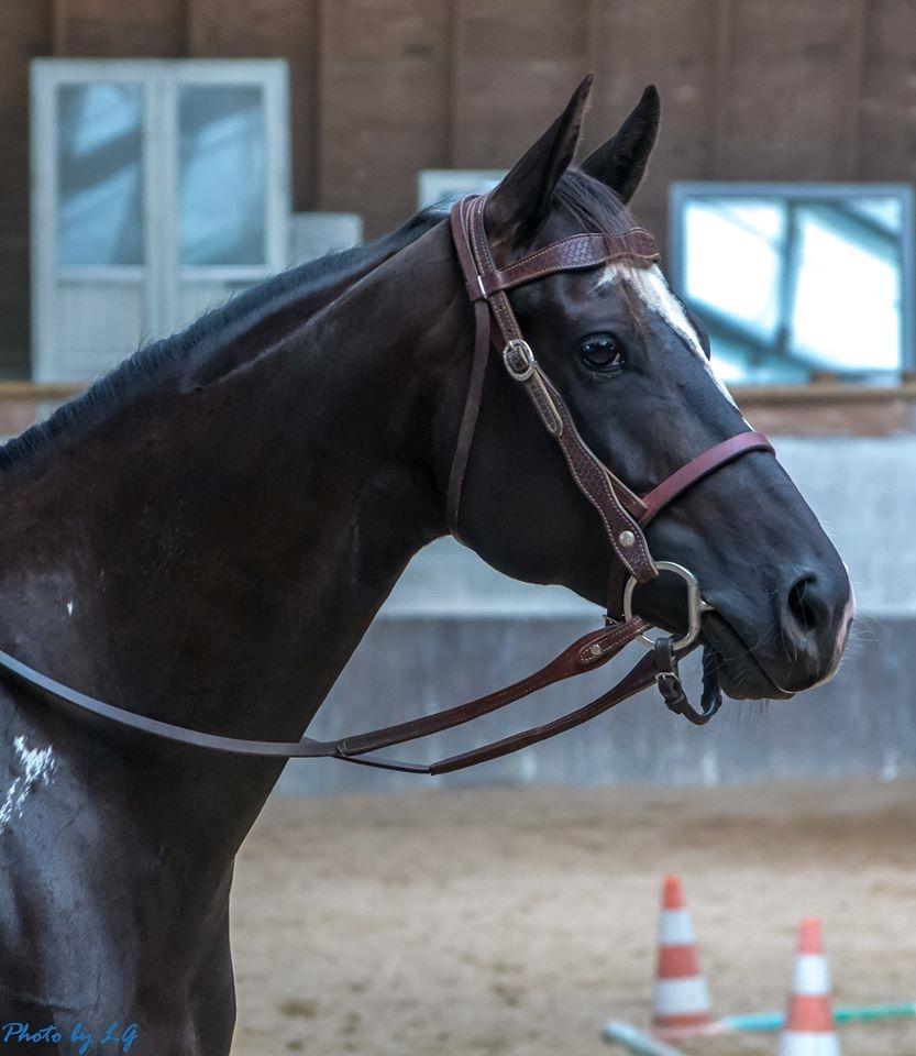 Paint CLP COLONELS LAIDBACK billede 1