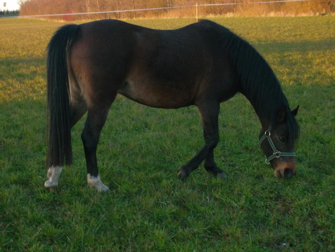 Welsh Partbred (Sec F) Bella billede 1