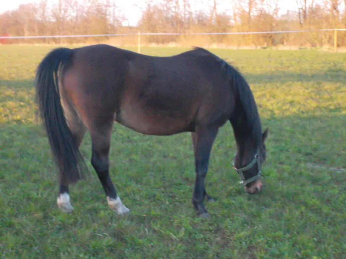 Welsh Partbred (Sec F) Bella billede 2