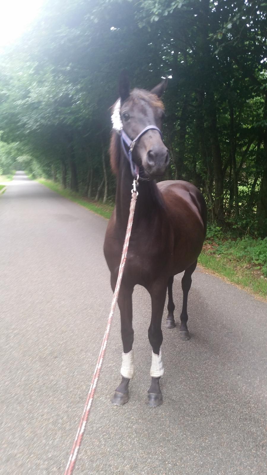 Dansk Varmblod Firenza billede 5