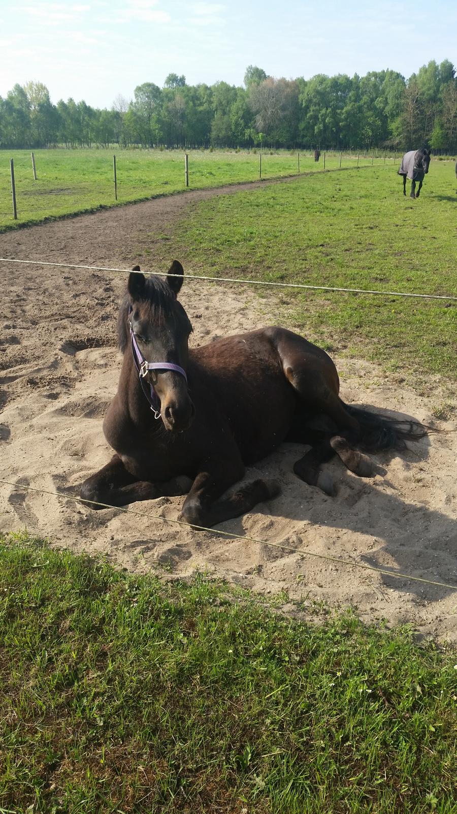 Dansk Varmblod Firenza billede 6