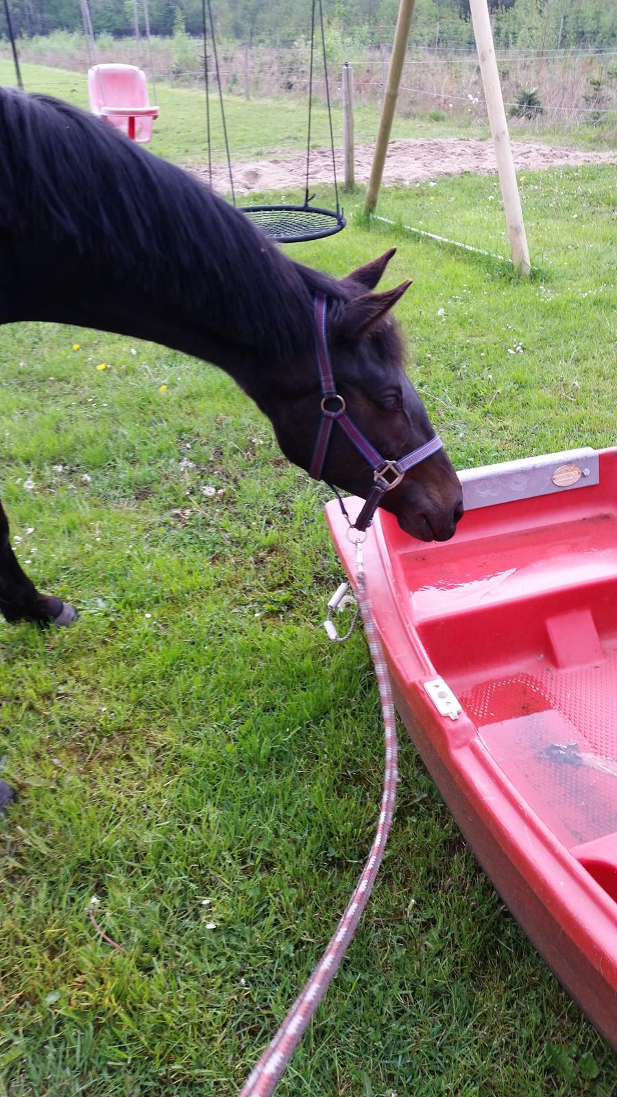 Dansk Varmblod Firenza billede 8