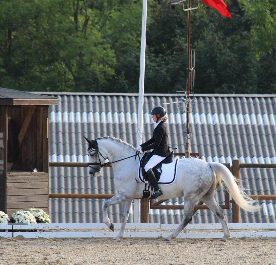 Svensk Sportspony  Uriah Heep A pony billede 18