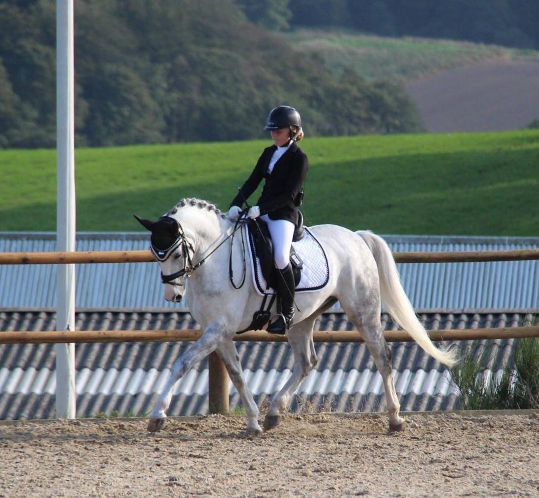 Svensk Sportspony  Uriah Heep A pony billede 16