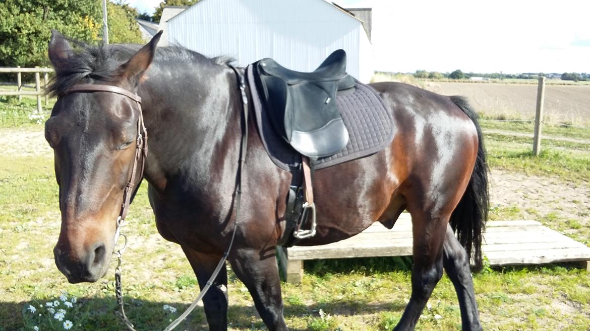 Oldenborg Benjamin billede 4