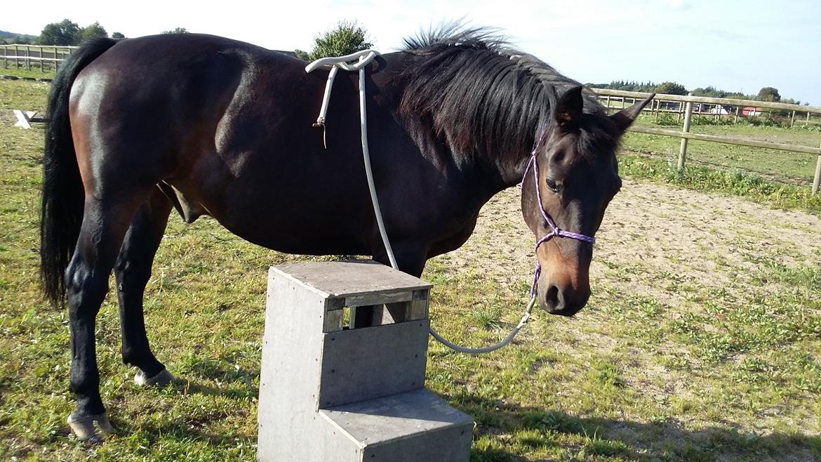 Oldenborg Benjamin billede 5