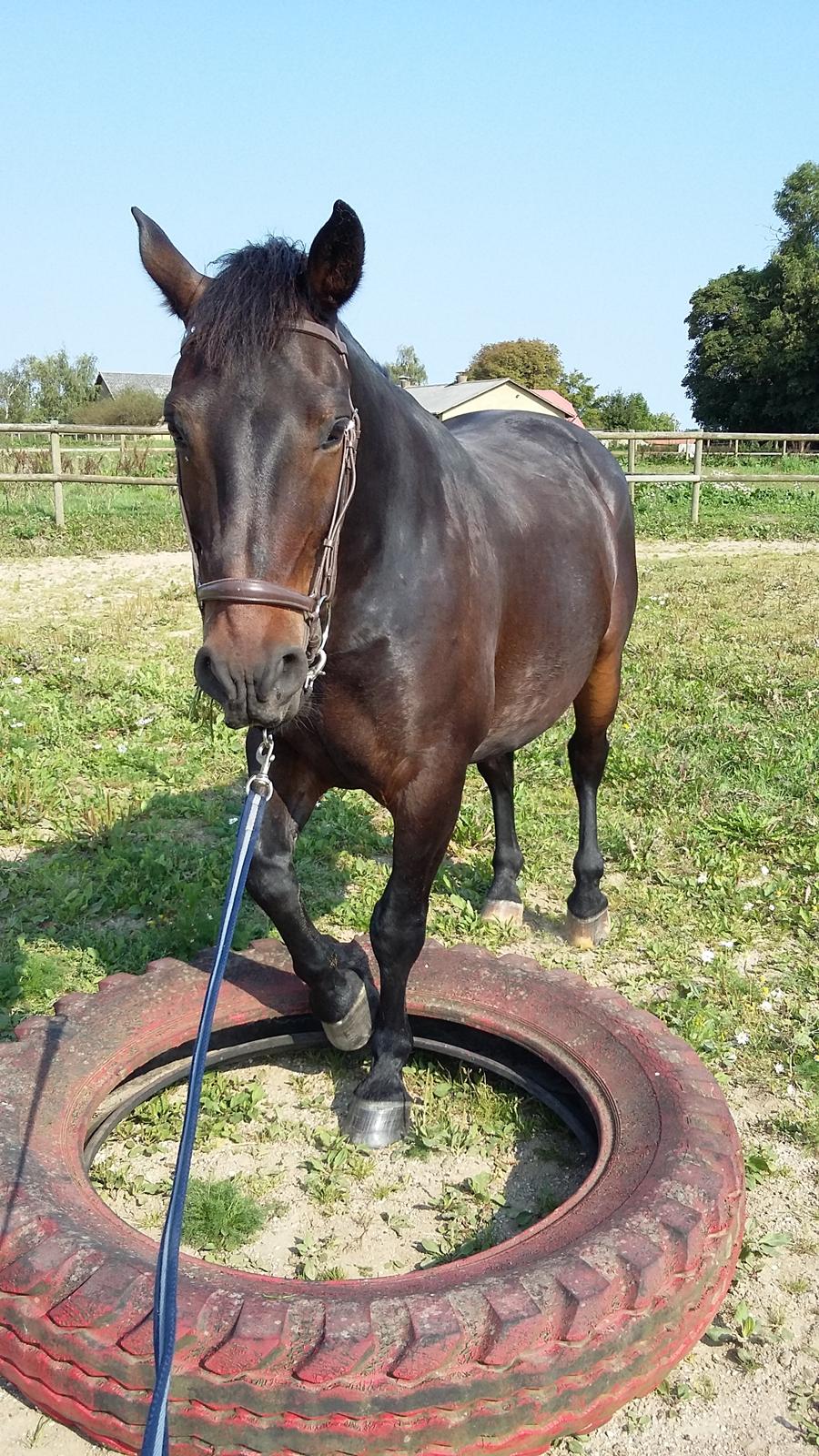 Oldenborg Benjamin billede 6