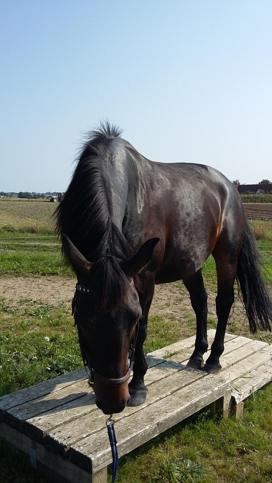 Oldenborg Benjamin billede 7