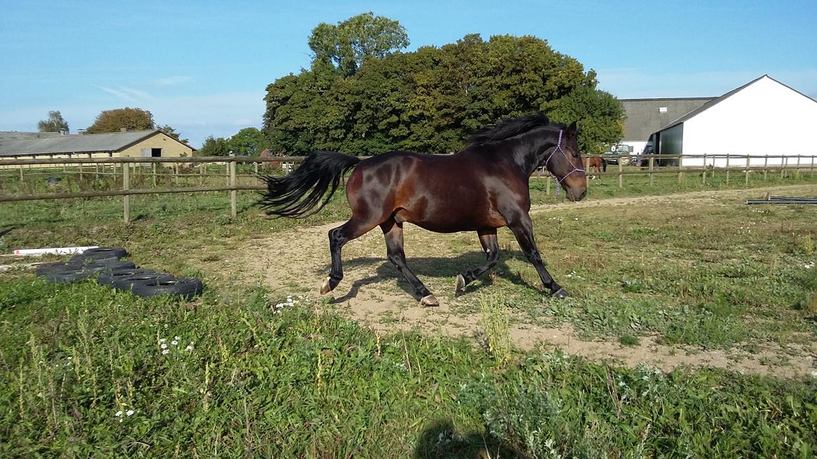 Oldenborg Benjamin billede 2