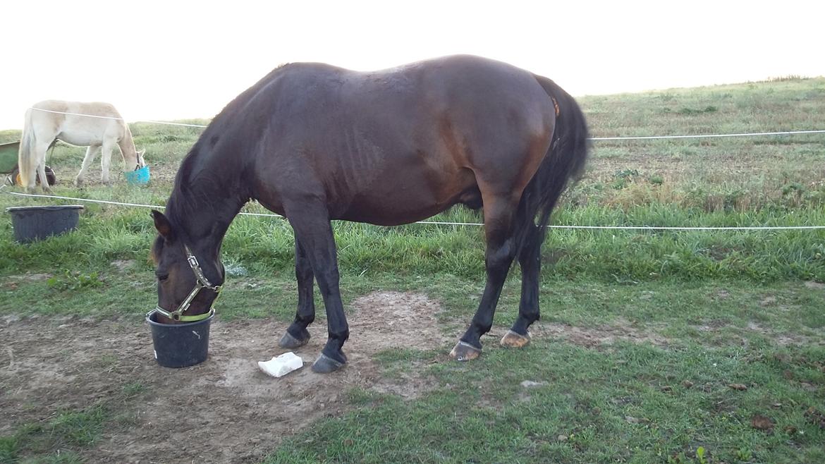 Oldenborg Benjamin billede 8