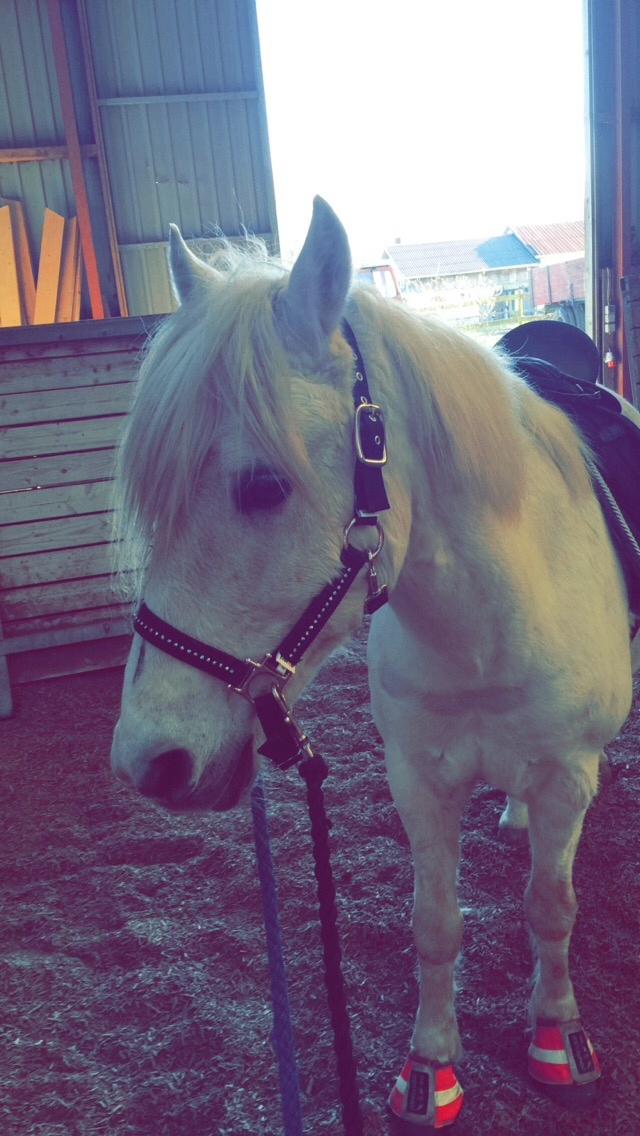 Anden særlig race Kikko billede 17