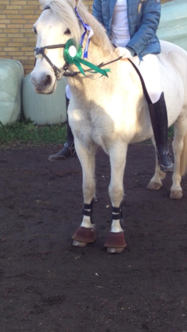 Anden særlig race Kikko billede 20