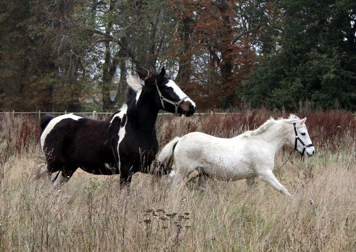 Pinto La Tinka Primavera billede 2