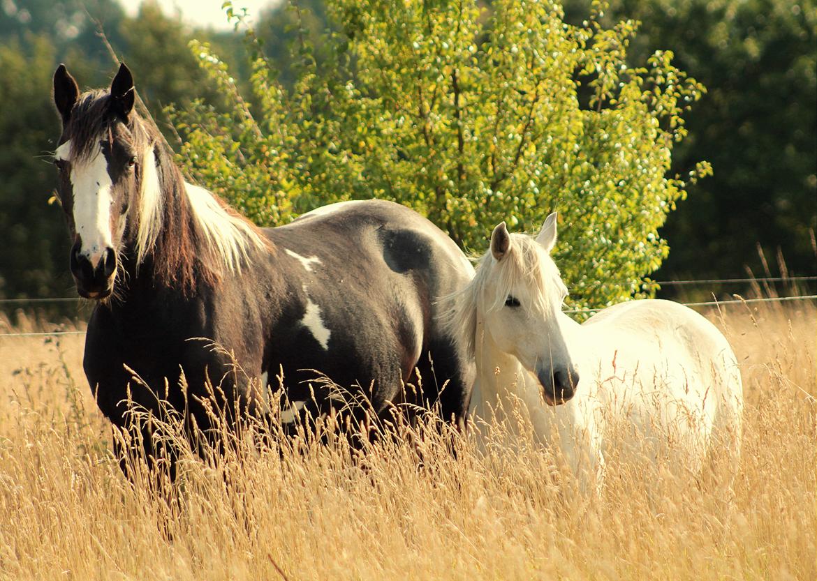 Pinto La Tinka Primavera billede 4
