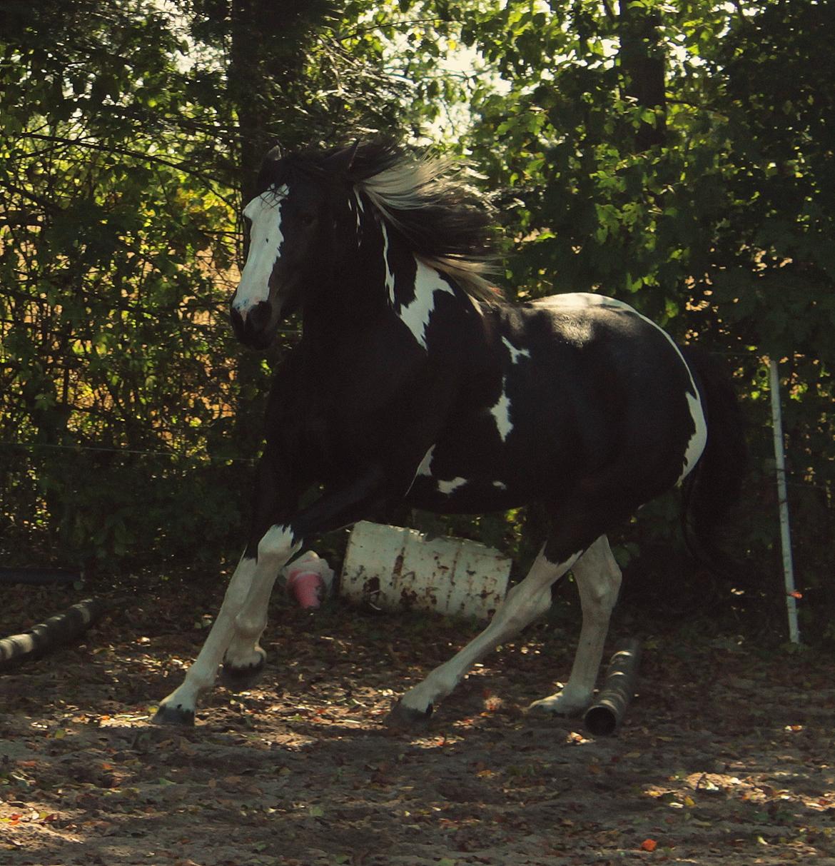 Pinto La Tinka Primavera billede 5