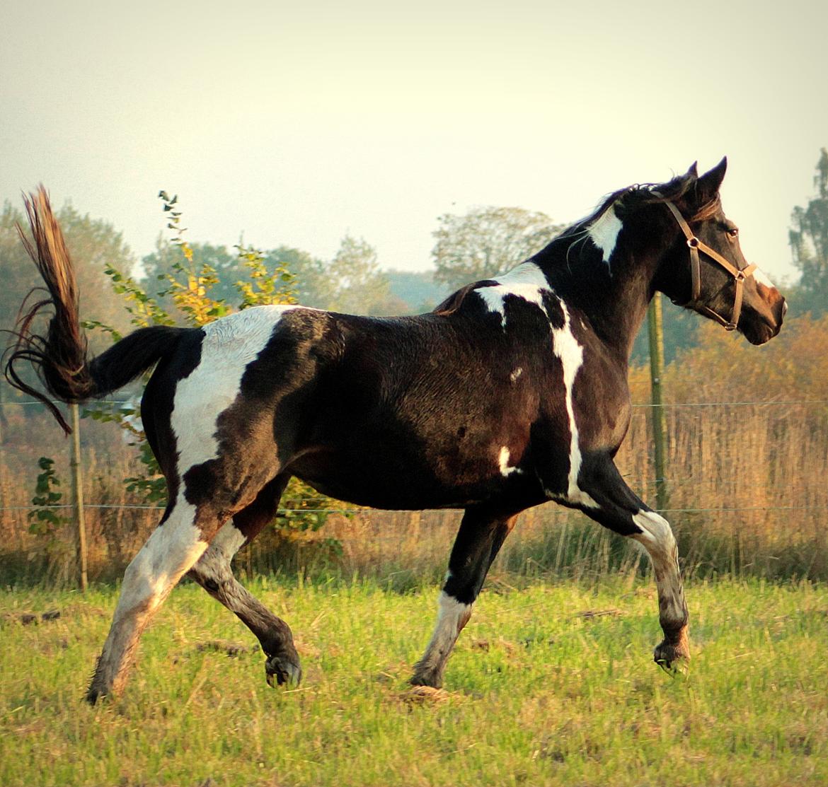 Pinto La Tinka Primavera billede 6