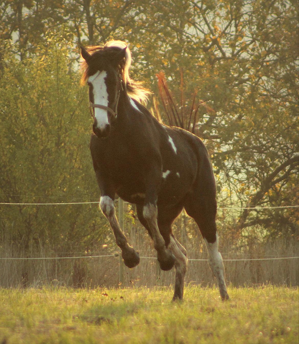 Pinto La Tinka Primavera billede 8