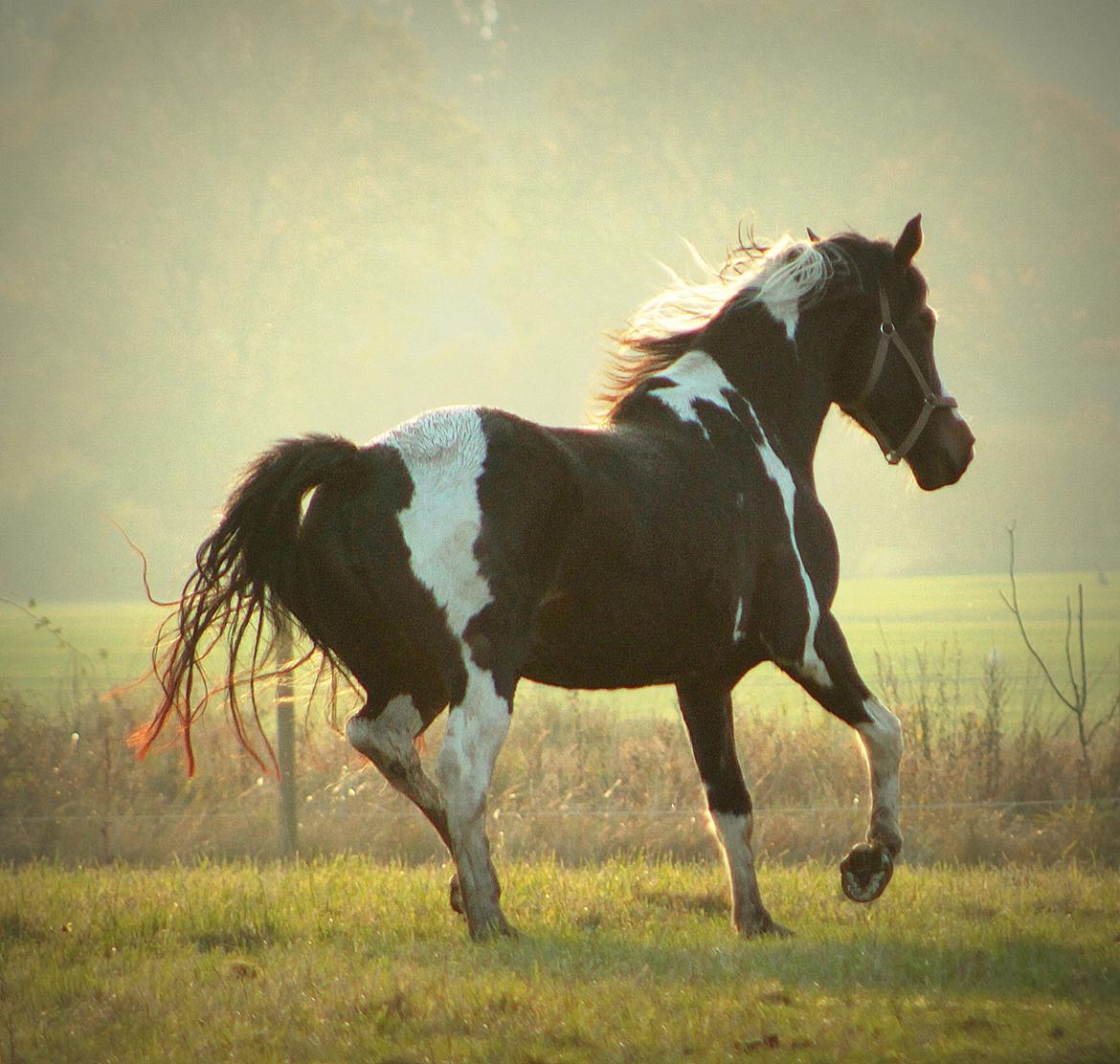 Pinto La Tinka Primavera billede 9