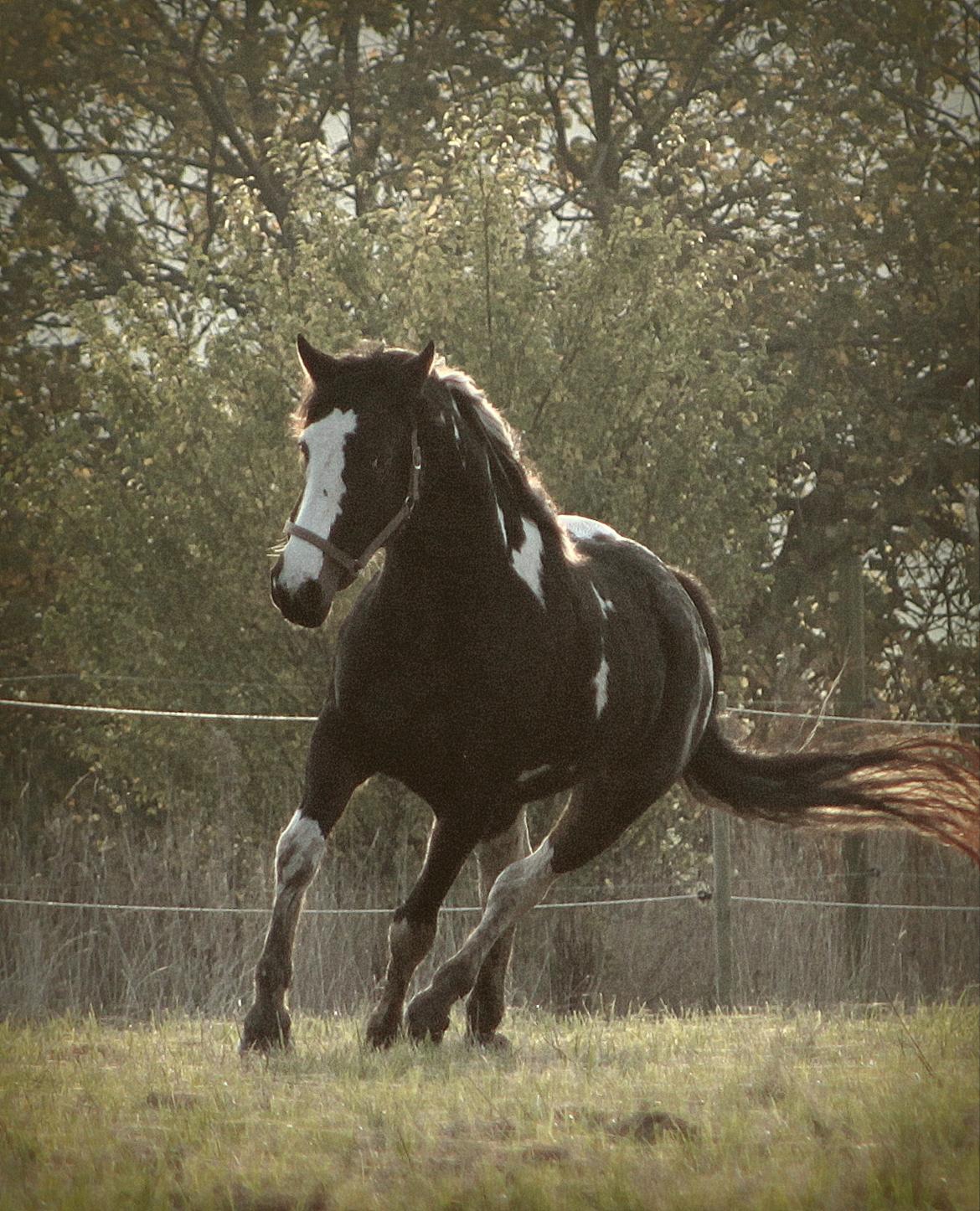 Pinto La Tinka Primavera billede 7