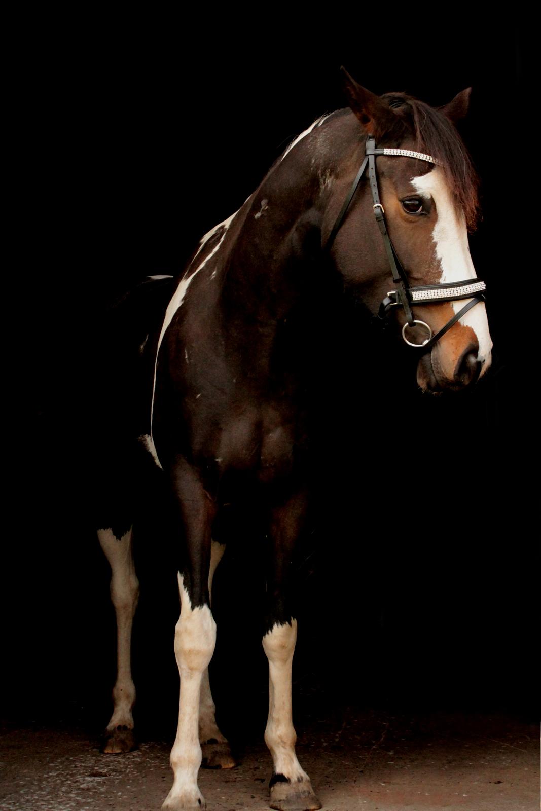 Pinto La Tinka Primavera billede 1