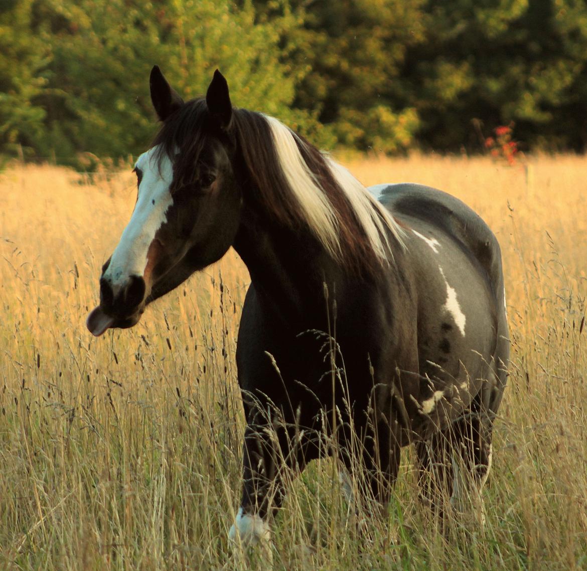 Pinto La Tinka Primavera billede 10