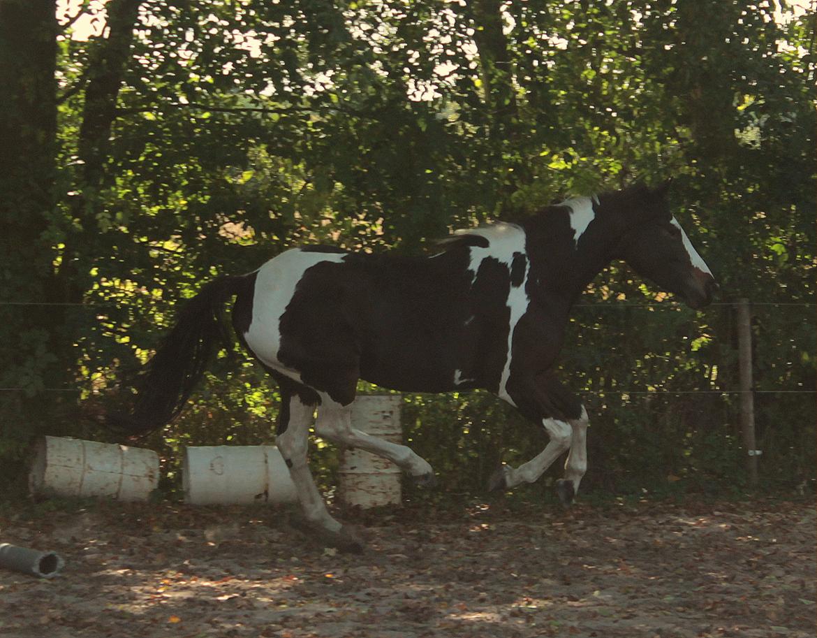 Pinto La Tinka Primavera billede 11