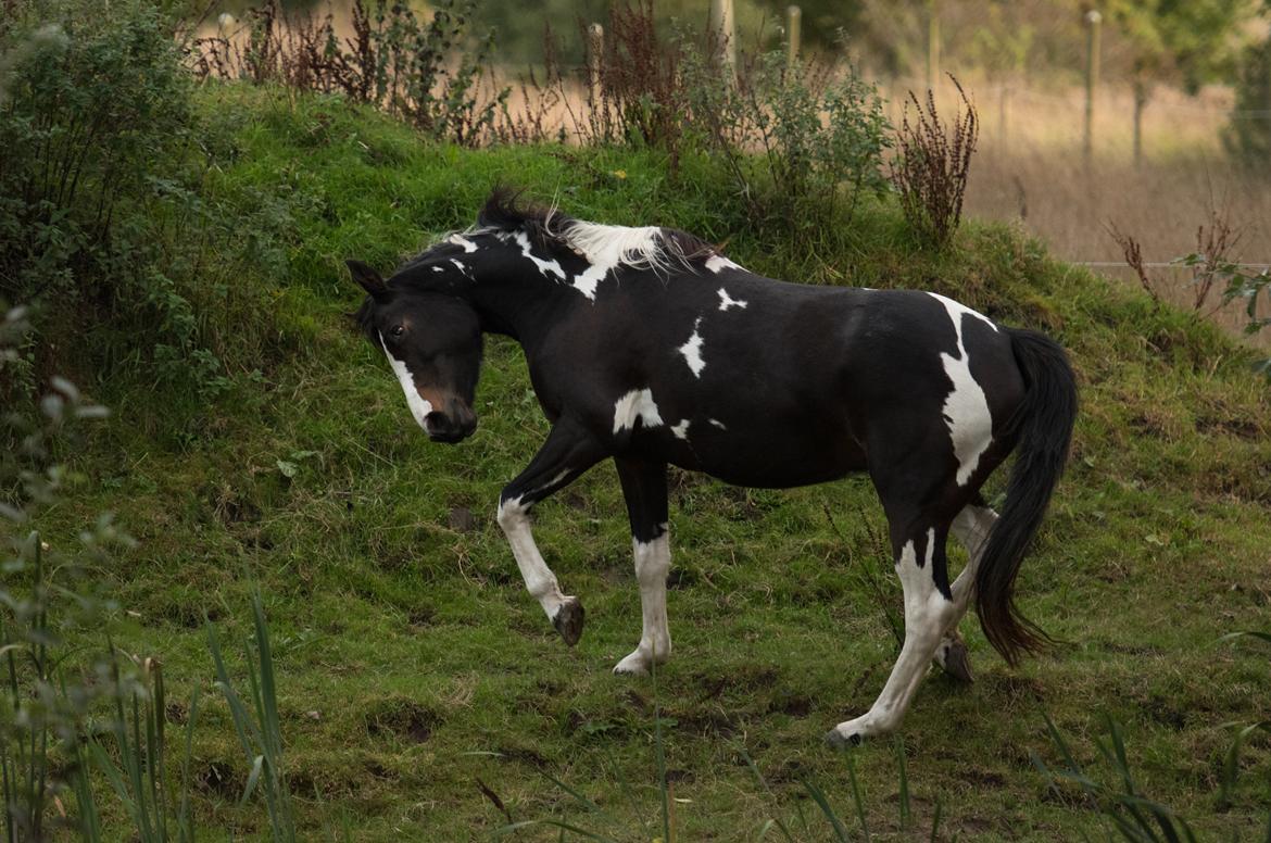 Pinto La Tinka Primavera billede 12