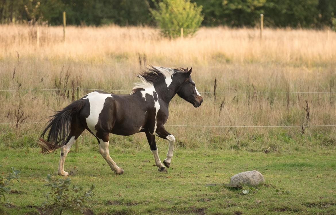 Pinto La Tinka Primavera billede 14