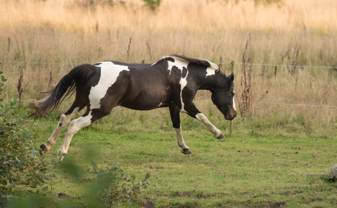 Pinto La Tinka Primavera billede 13