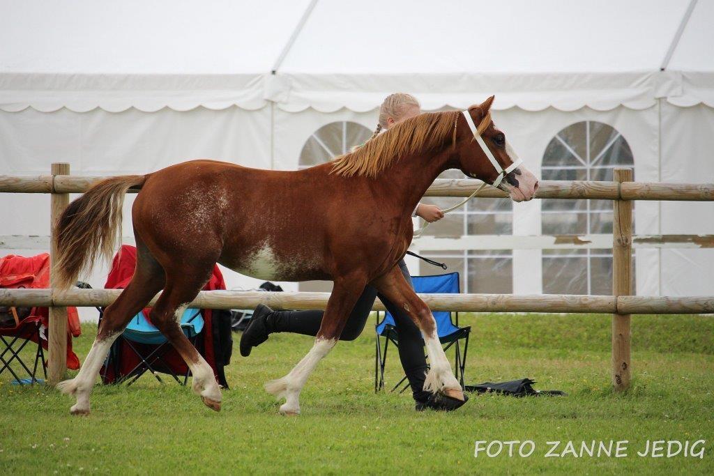 Welsh Pony af Cob-type (sec C) Noerrelide's Northern Light - Foto: Zanne Jedig billede 10