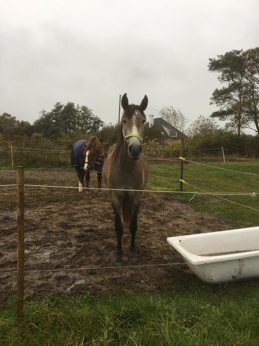 Pura Raza Española Sveta billede 13