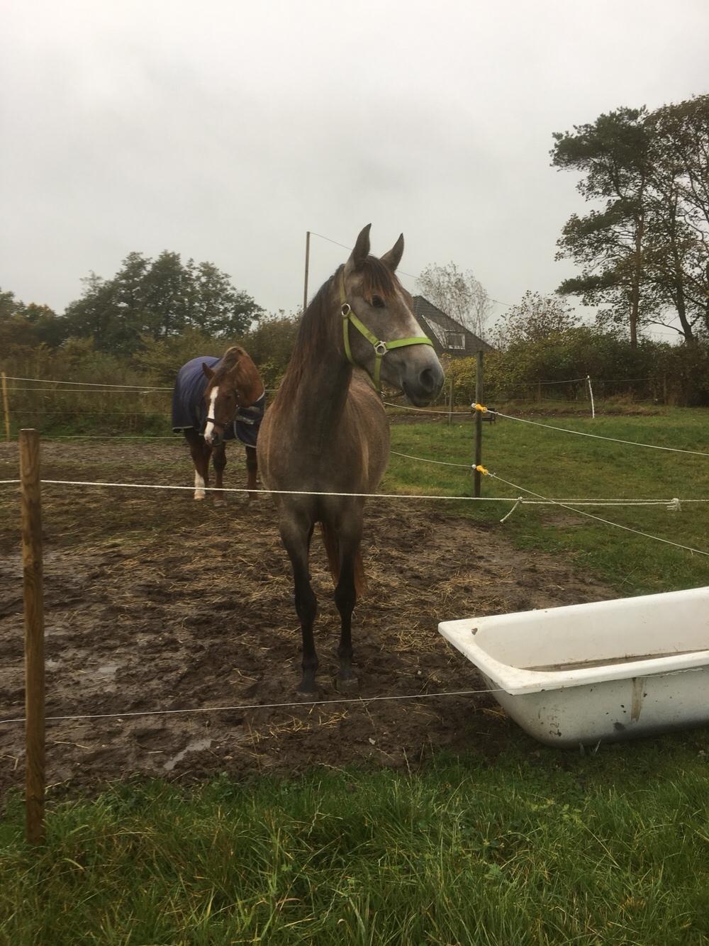 Pura Raza Española Sveta billede 12