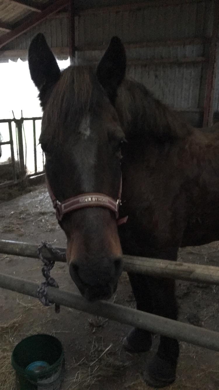 Anden særlig race Malom Brandy (Tidl. hest - Himmel hest) billede 18