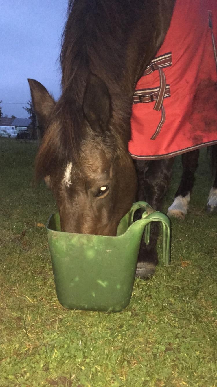 Anden særlig race Malom Brandy (Tidl. hest - Himmel hest) billede 17